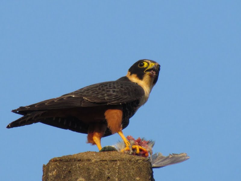 Observação de aves inspira novos olhares em vizinhos ao Parque Nacional do Iguaçu