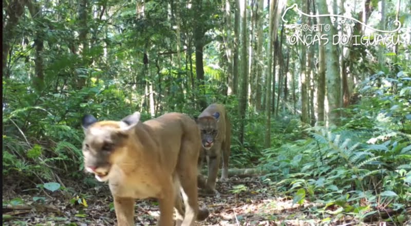 22 de maio, Dia Internacional da Biodiversidade