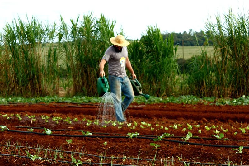 MST prepara doação de 32 toneladas de alimentos no Paraná no próximo sábado