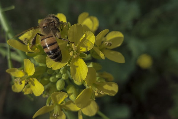 Sobre plantas e flores, de Áurea Cunha