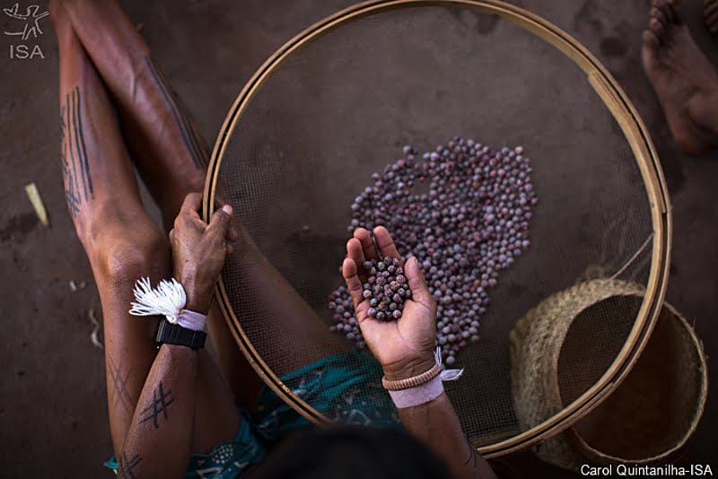 Rede de sementes do Xingu é premiada por iniciativa agroecológica