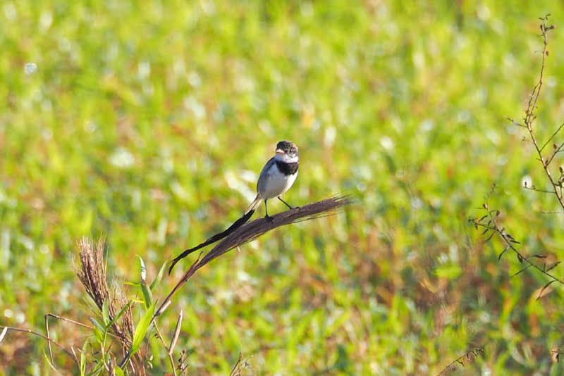 Observação de pássaros: Tesoura-do-campo é visualizada em Foz do Iguaçu