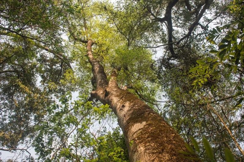 Dia da Árvore: Aeroporto de Foz do Iguaçu recebe o plantio de 10 mil mudas nativas