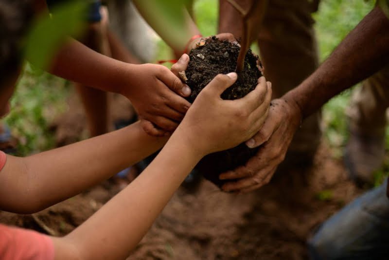 MST realiza jornada nacional de plantio de árvores em todo o Brasil