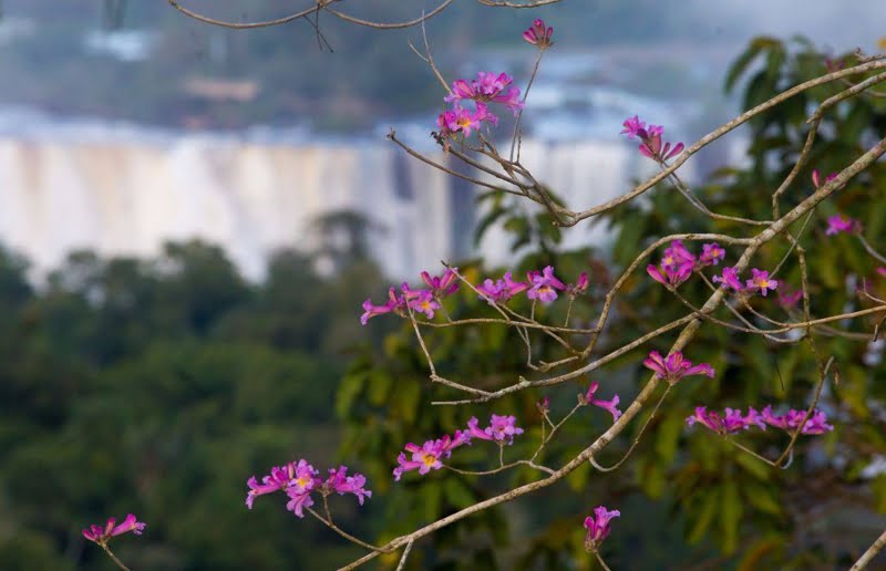 Primavera dá nova cara ao Parque Nacional do Iguaçu