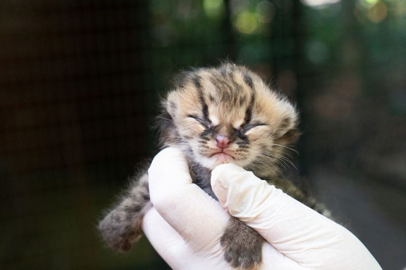 Gato-maracajá nasce no Refúgio Biológico de Itaipu. Já tem três semanas de vida