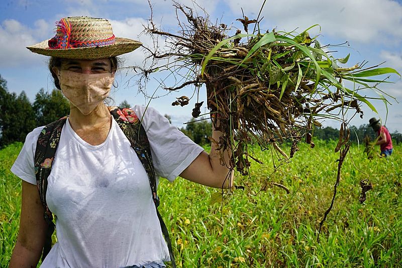 Lavoura coletiva do MST gera 4 mil quilos de feijão orgânico para doação no Paraná