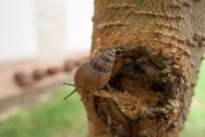 Sobre plantas e flores (II), de Áurea Cunha