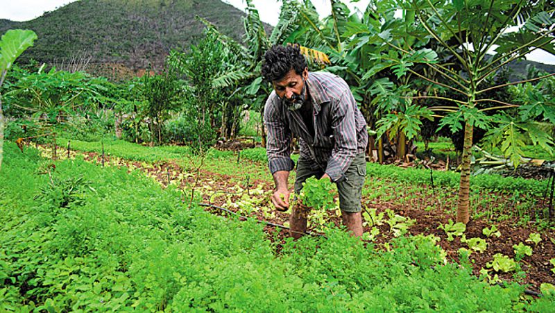 Crise do coronavírus alerta para necessidade de repensar produção alimentar