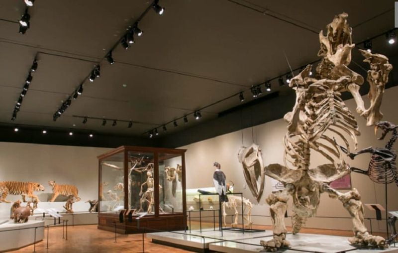 Visite o Museu de Zoologia da USP sem sair de casa