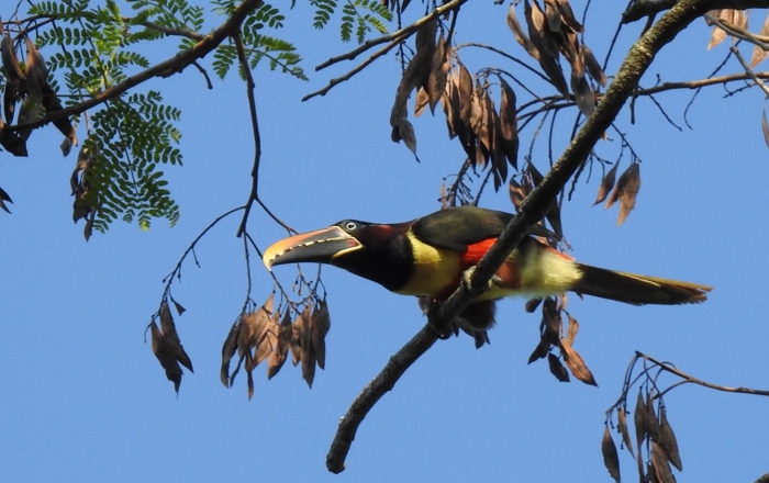 Parque Nacional do Iguaçu fortalece o birdwatching e credencia condutores para observação de aves