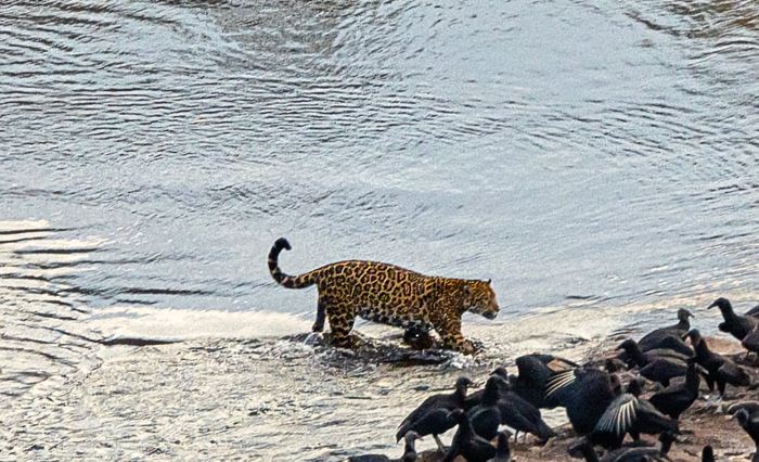 Yaguareté Kunumi dá uma geral nas Cataratas