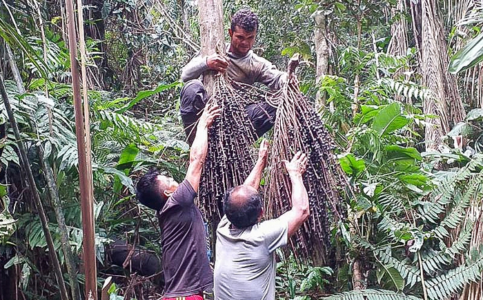 Povo Ashaninka atua na coleta de sementes de árvores na Amazônia e salva floresta