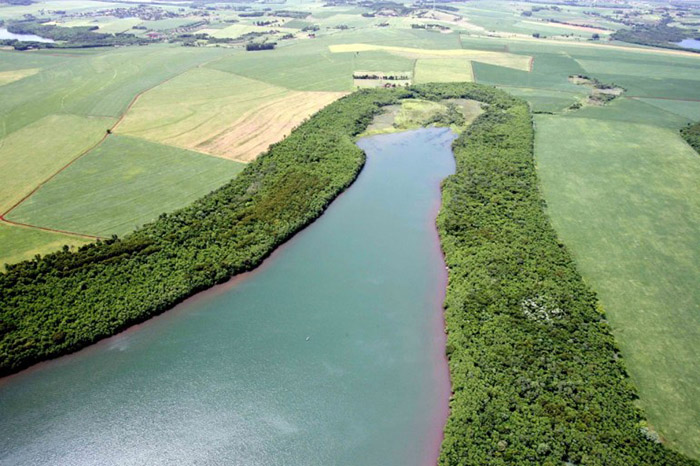 Marca histórica: Itaipu comemora o plantio de 24 milhões de árvores