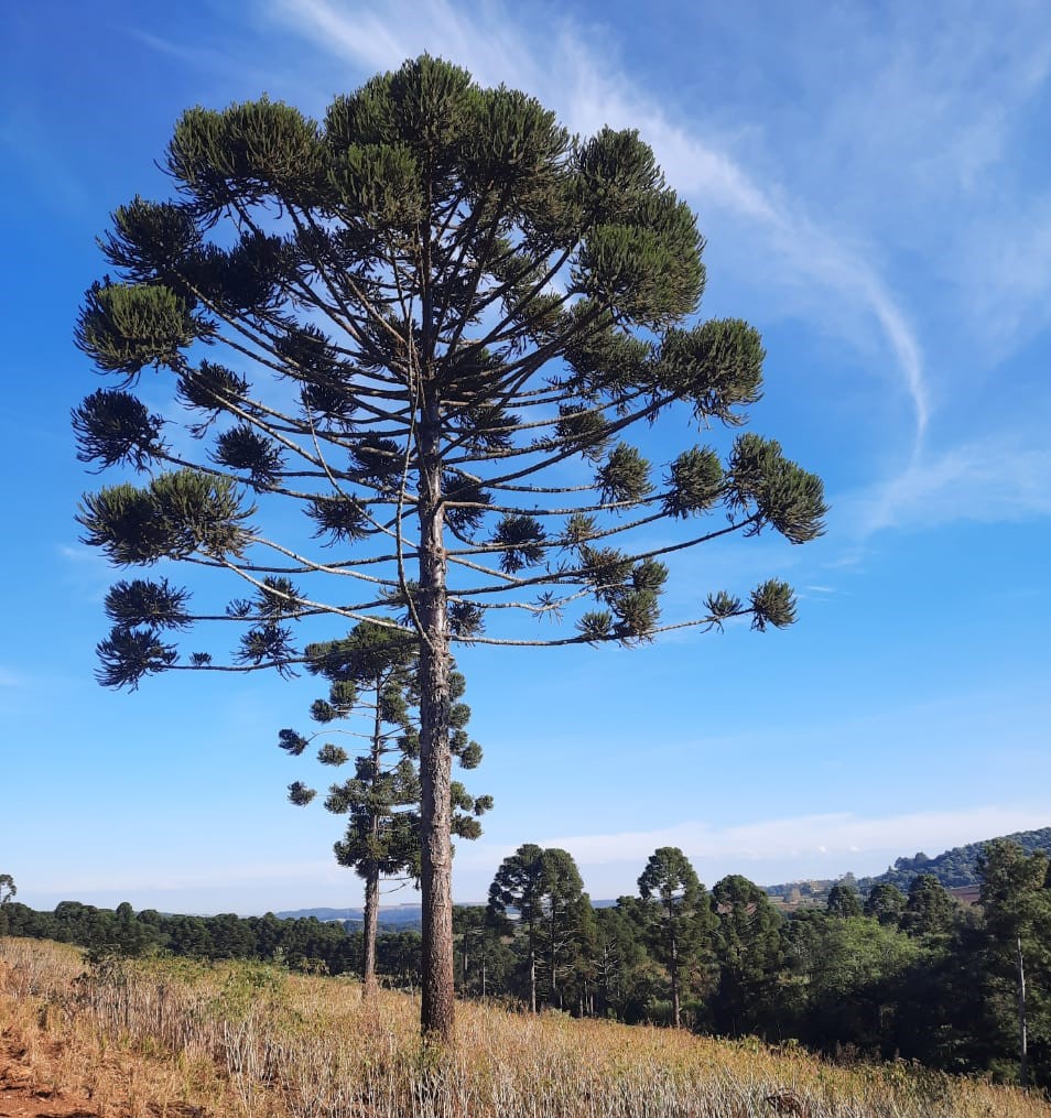 Araucária: uma árvore do tempo dos dinossauros, ameaçada de extinção no século 21