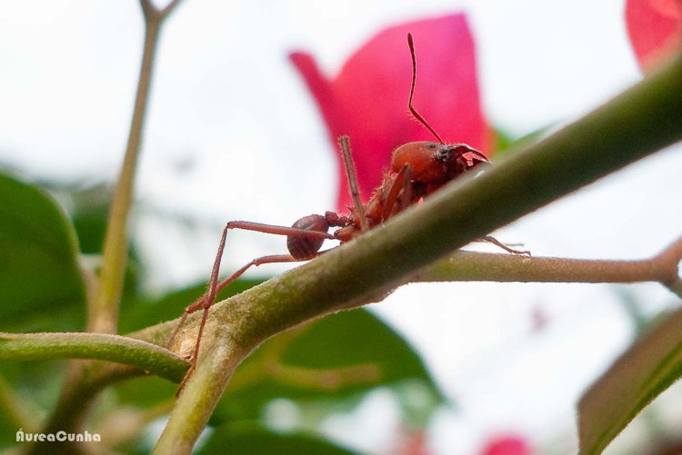 Saudação à Primavera, de Cecília Meireles. Fotografias de Áurea Cunha