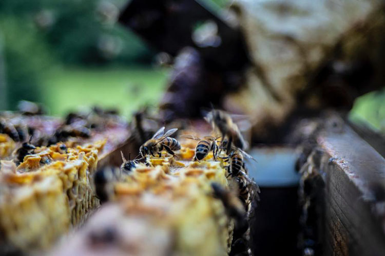 FAO e sociedade científica latino-americana abrem inscrições para curso gratuito sobre agroecologia