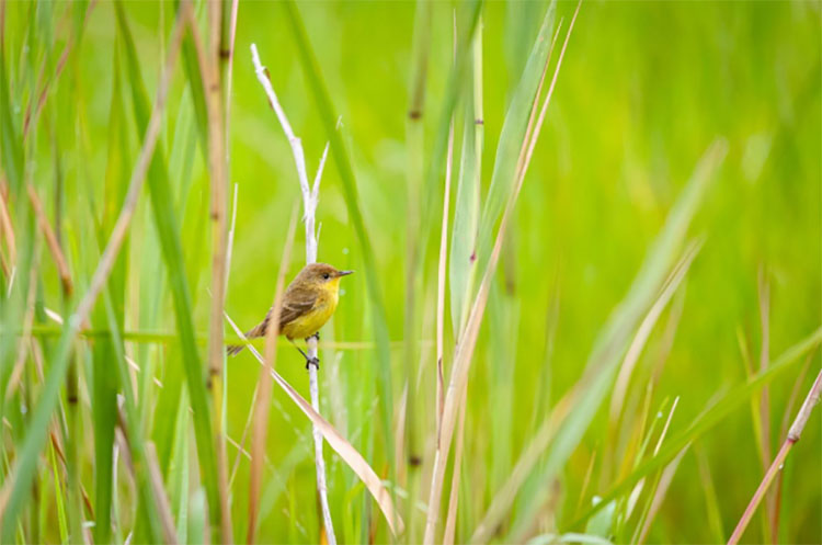 October Big Day: observadores de aves de Foz do Iguaçu participam de evento mundial