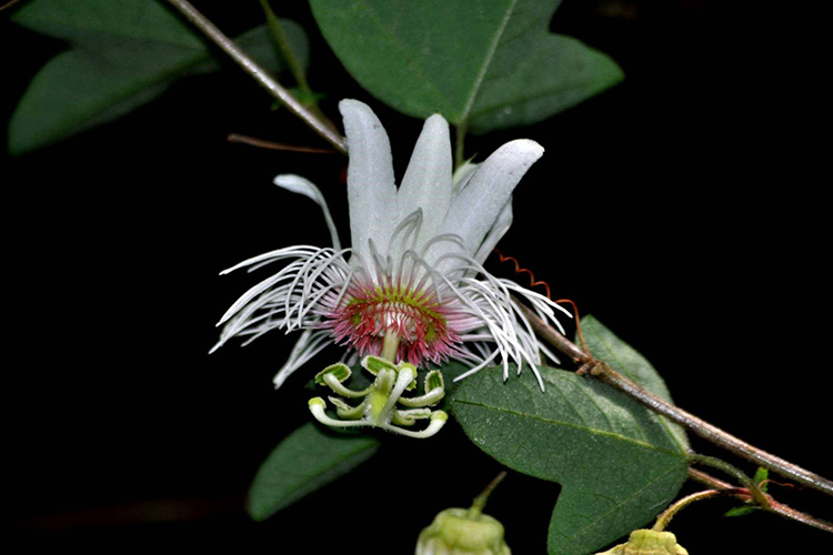 Pesquisadores da Unicentro – Paraná descobrem nova espécie vegetal de planta medicinal