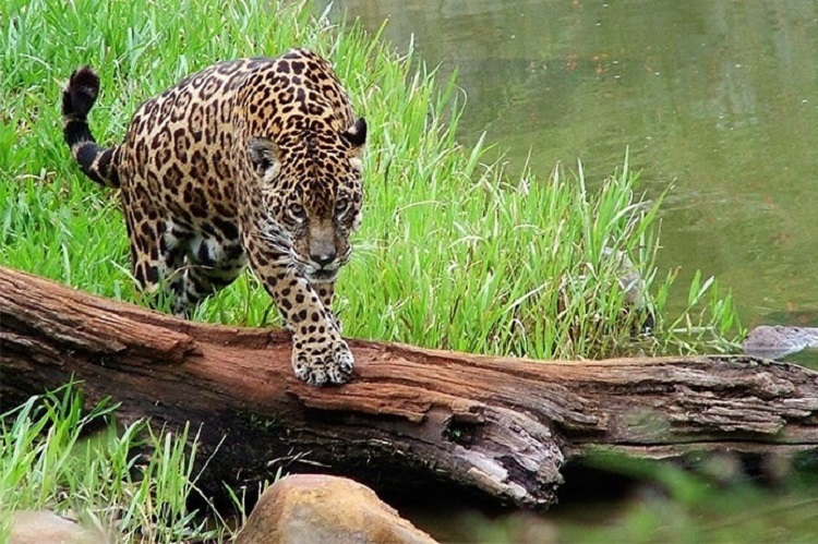 Dia da Onça-pintada é celebrado no Parque Nacional do Iguaçu