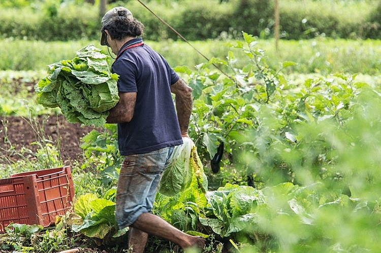 Publicação destaca experiência no Oeste paranaense do sabor da agroecologia na alimentação escolar