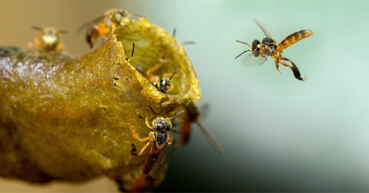 Curso gratuito sobre preservação de abelhas e polinização de plantas. Online e gratuito