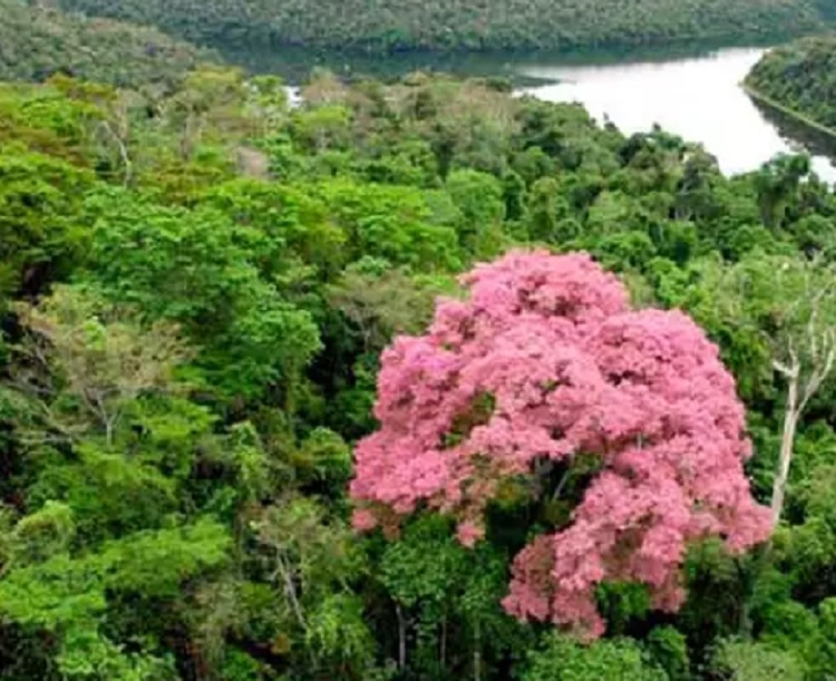 Filha da Mãe Natureza, poema de José Nilton Almeida