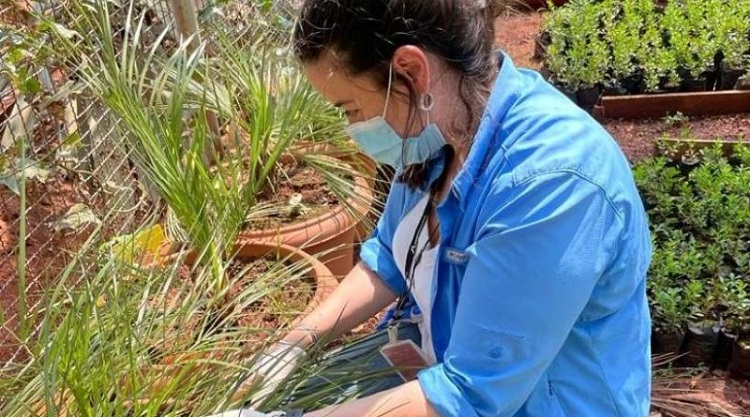 Técnicos do Paraguai conseguem germinar palmeira sob risco de extinção mundial