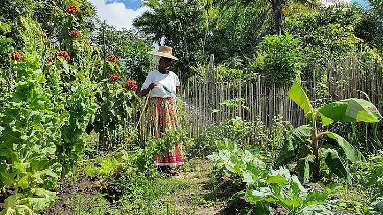 Você conhece o Agroecologia em Rede? Confira as novidades na plataforma 