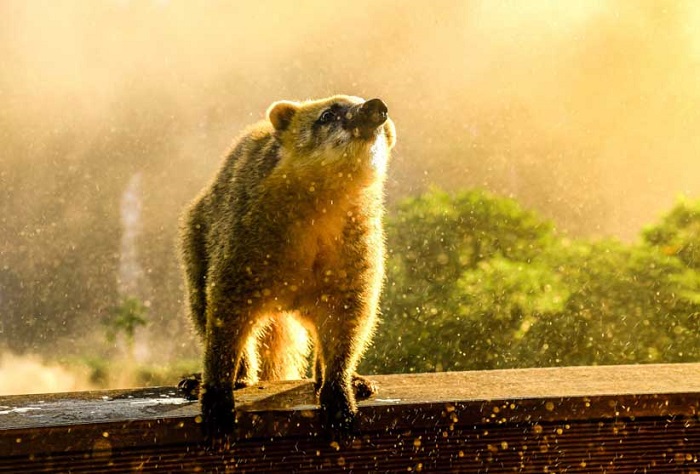 Exposição fotográfica: “Belezas do Parque” Nacional do Iguaçu em imagens fantásticas