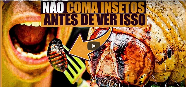 Ciência: insetos podem ser o alimento do futuro