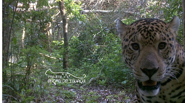 Projeto Onças do Iguaçu lança livro sobre a fauna do Parque Nacional do Iguaçu