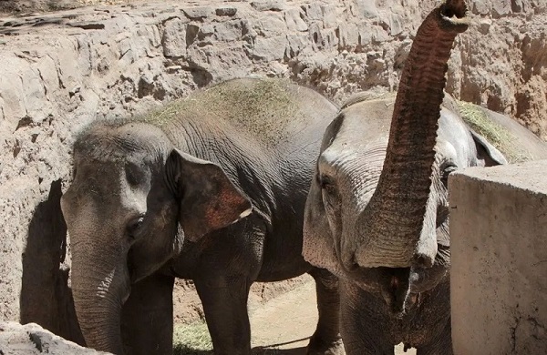 Pocha e Guillermina já estão a caminho: vindas da Argentina, serão as novas moradoras do Santuário de Elefantes Brasil