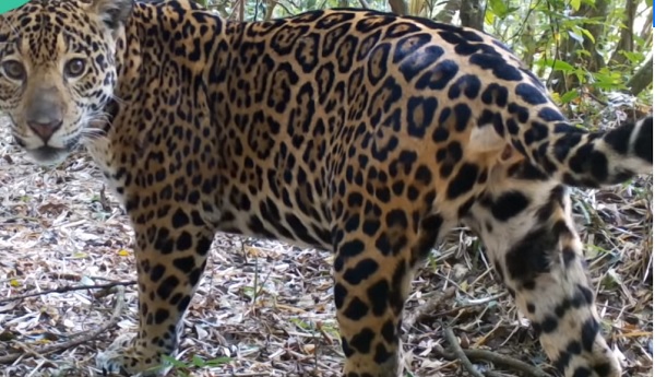 Dois novos filhotes da onça Índia são registrados no Parque Nacional do Iguaçu