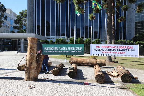 No Dia Nacional da Araucária, entidades paranaenses alertam para o risco da espécie desaparecer