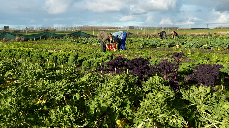 Documentário aborda a produção de alimentos orgânicos no Brasil e na Holanda