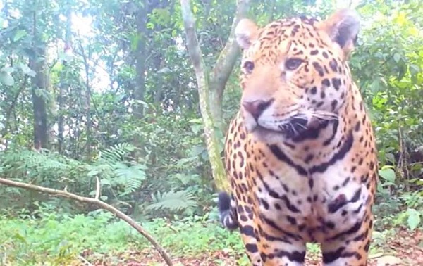 Nova onça do Parque Nacional do Iguaçu recebe o nome de Sami