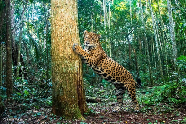 Censo na floresta. Pesquisadores iniciam contagem de onças-pintadas na fronteira do Brasil e Argentina