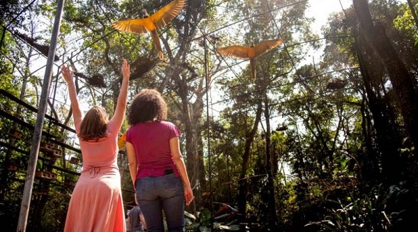 Entrada gratuita para moradores de Foz do Iguaçu no aniversário do Parque das Aves