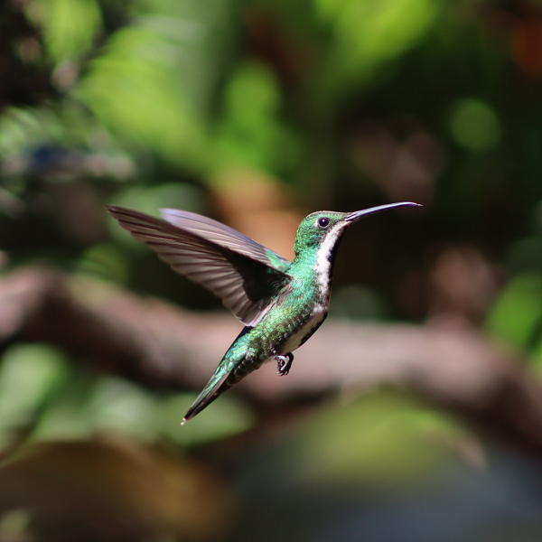 Apaixonados por aves terão evento especial em Foz do Iguaçu neste sábado (8)