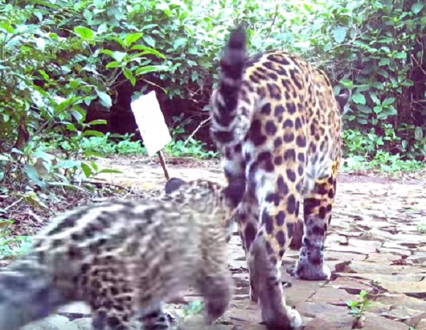 Audiovisual: o passeio da onça Indira e sua cria