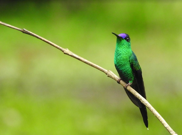 Descubra a vida selvagem com a Grande Bioblitz do Hemisfério Sul!