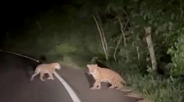 Parque do Iguaçu registra novo filhote no mês da onça-pintada; assista ao vídeo