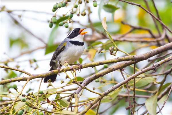 Exposição de fotografias iguaçuenses no Bioblitz Hemisfério Sul 2022