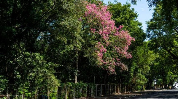 Consulta online sobre o Bosque Guarani é aberta pela Prefeitura de Foz