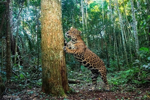 29 de novembro, Dia Nacional da Onça-Pintada. Animal símbolo do Parque Nacional do Iguaçu!