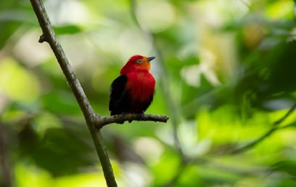 Aves na fronteira, em exposição virtual. Acesse gratuitamente.