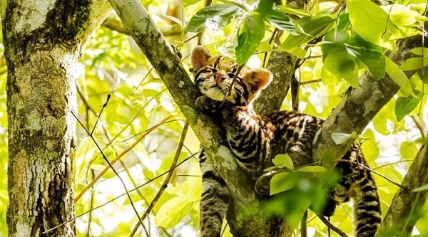 Fotos de filhote de jaguatirica dormindo em árvore viralizam na fronteira trinacional