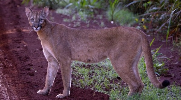 Fotógrafo encontra puma no lado argentino das Cataratas do Iguaçu