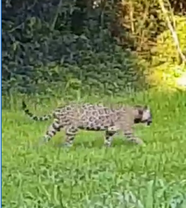 Audiovisual: um rolê felino na manhã de verão